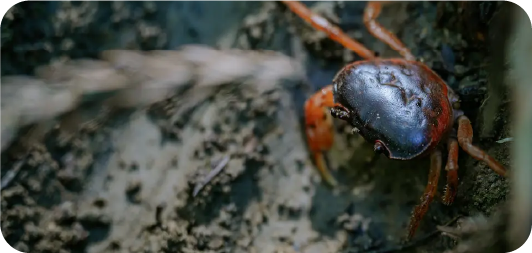 歴史・文化にふれる